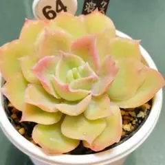 さくまめ様 リクエスト 4点 まとめ商品