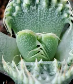 多肉植物 フォーカリア 怒涛のサムネイル
