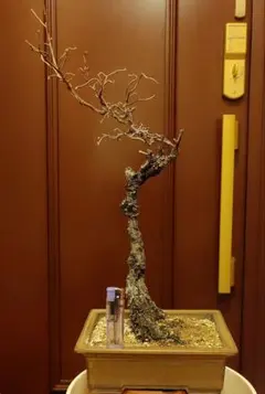 枯淡】舎利幹風オブジェ 盆栽仕立て枯枝 苔付き - メルカリ
