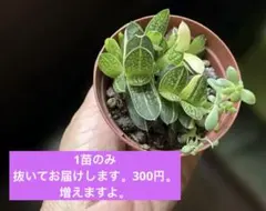 多肉植物　ガステリア　富士子宝錦 抜き苗　1苗のサムネイル
