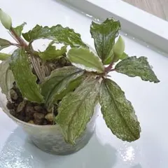 ブセファランドラ sp. ピンクバリエガータのサムネイル