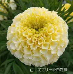 かあちゃん様 リクエスト 2点 まとめ商品