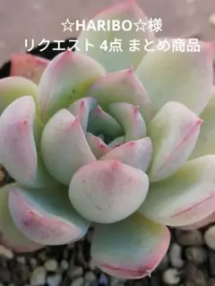 ☆HARIBO☆様 リクエスト 4点 まとめ商品