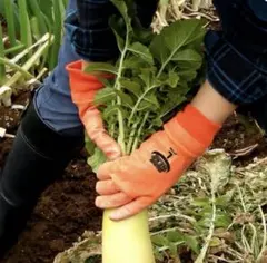 作業用手袋 手袋