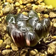 u*9様 OB-1オブツーサ錦　超美株　ハオルチア　観葉植物　35