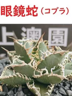 アガベ　チタノタ　コブラ　No.002　鉢、送料込　メルカリ便 アガベ チタノタ コブラ No.002 鉢、送料込 メルカリ便 - メルカリ