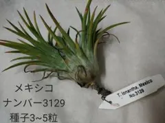 Tillandsia ionantha Mexico No. 3129 種子