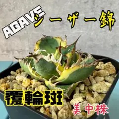 2025年最新】アガベシーザー錦の人気アイテム - メルカリ