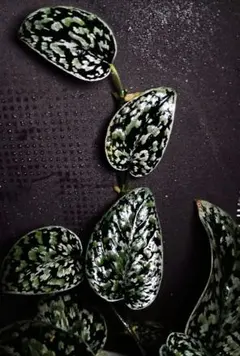 A−tan.様専用スキンダプサス スネークスケール トリカラーダークフォーム