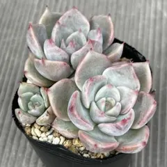 KSKS♡様 リクエスト 3点 まとめ商品