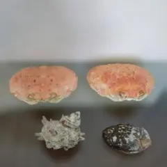 蟹甲羅2個、サザエ、アワビ貝殻計4個セット