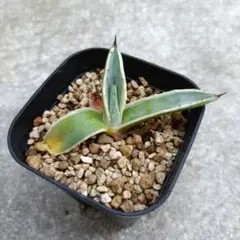 wolf7 プロフ必読様 リクエスト 5点 まとめ商品