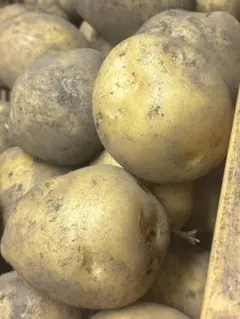 農薬不使用】旨味！ニシユタカ 約8kg サイズ混合 訳あり 秋植え種芋に