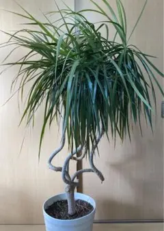 2026年最新】ドラセナ 赤の人気アイテム - メルカリ