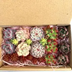 2026年最新】カット苗 錦の人気アイテム - メルカリ