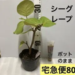 シーグレープ　ポットのままのサムネイル