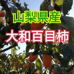 山梨県産　干し柿・枯露柿用　渋柿　15kg