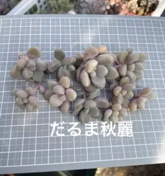 norichan様 リクエスト 4点 まとめ商品