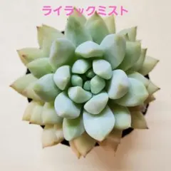 セデベリア　ライラックミスト　【抜き苗】のサムネイル