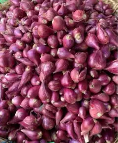 2026年最新】タイ野菜苗の人気アイテム - メルカリ