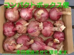 赤玉ねぎ　湘南レッド 使い切りサイズ小玉のサムネイル