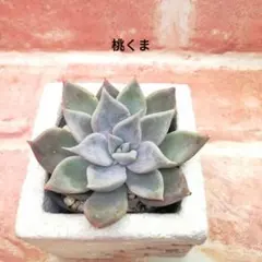 2026年最新】優木園の人気アイテム - メルカリ