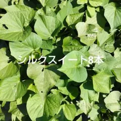 シルクスイート 10本 新鮮さつまいも苗 無農薬 3日まで - メルカリ