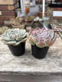 しょー様 リクエスト 3点 まとめ商品