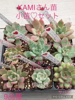 2025年最新】kamiさん苗 多肉の人気アイテム - メルカリ