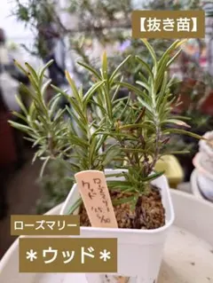 鯱2024様 リクエスト 2点 まとめ商品