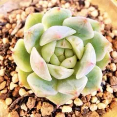 多肉植物 チョコレートアイススピリット 現物 セール品 ピンクの