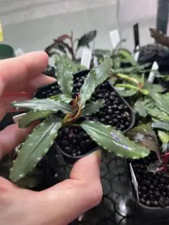 2026年最新】bucephalandra auroraの人気アイテム - メルカリ