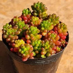 多肉植物♥゛レッドベリー 抜き苗 レッドベリー 抜き苗⑥ 鉢の中全部 多肉植物 セダム - メルカリ