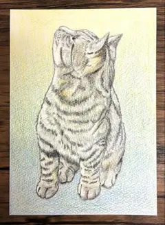 猫の絵 色鉛筆画　手描き原画　2Lサイズ