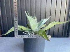 激レア‼️オバティフォリアカメオ 2頭 希少 覆輪斑 オルカ キラー 2025年最新】オバティフォリア カメオの人気アイテム - メルカリ