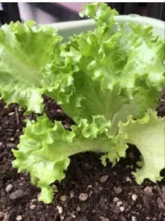 三ツ堀 一江様 リクエスト 3点 まとめ商品