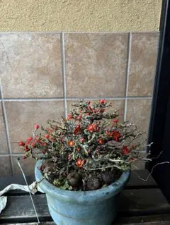 2026年最新】長寿梅の人気アイテム - メルカリ