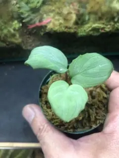 2026年最新】ホマロメナ 斑入りの人気アイテム - メルカリ