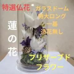 特選仏花　異形ガラスドーム 中　一対　造花無し　蓮の花　プリザーブドフラワー 特選仏花 異形ガラスドーム 中 一対 造花無し 蓮の花 プリザーブド