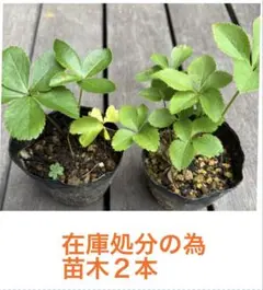 クリスマスローズ 苗木 2本セットのサムネイル