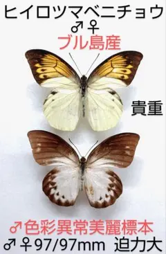 雑交種F2】ツマベニ×ヒイロツマベニチョウ3ex標本セット☆アンボン島産
