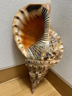 特大直線　37.２ cm 法螺貝 特大直線 37.2 cm 法螺貝 - メルカリ