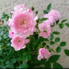 バラ苗 バラの滝 薔薇の滝 ウティガルト 抜き苗 2~3年生苗 開花株 ⑩