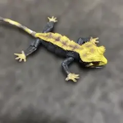 Item thumbnail for item 68ed18a3-7641-4519-aa3f-cb0bc707d37d