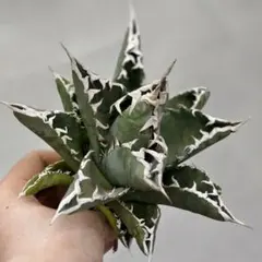 2025年最新】アガベ悪魔の人気アイテム - メルカリ