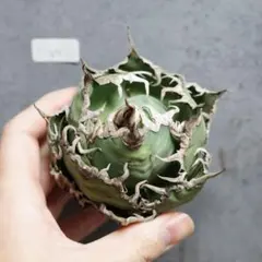 2025年最新】アガベ チタノタ シーザーの人気アイテム - メルカリ