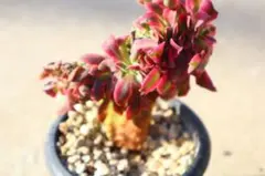 2026年最新】アエオニウム 綴化の人気アイテム - メルカリ