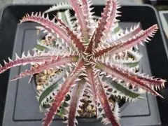 Dyckia Richard Kaz ディッキア - メルカリ