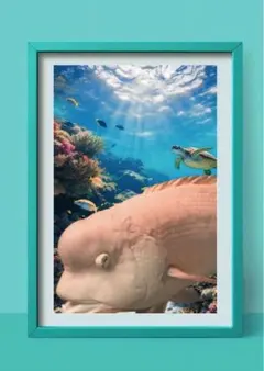 コブダイ 海中アートパネル フェイク額縁のサムネイル