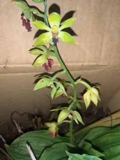 黄緑タケノコ蘭 新芽有り 開花サイズClowesetum カタセタム - メルカリ